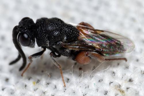 Antrocephalus hypsopygiae